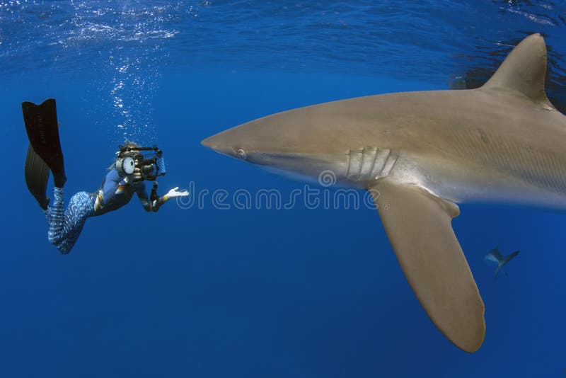 Squalo serico con la ragazza, Galapagos fotografia stock Squalo serico con la ragazza, Galapagos fotografia stock