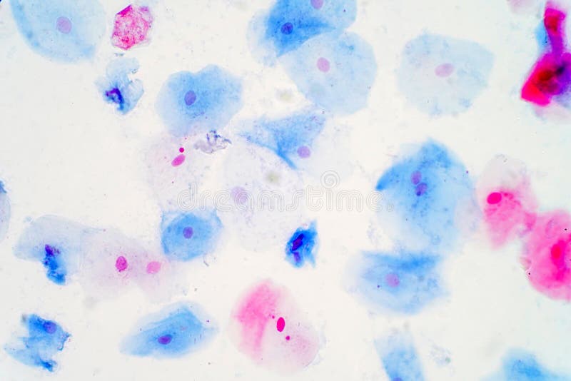 Squamous epitheliaale cellen onder microscoopmening voor onderwijs hallo stock afbeeldingen Squamous epitheliaale cellen onder microscoopmening voor onderwijs hallo stock afbeeldingen