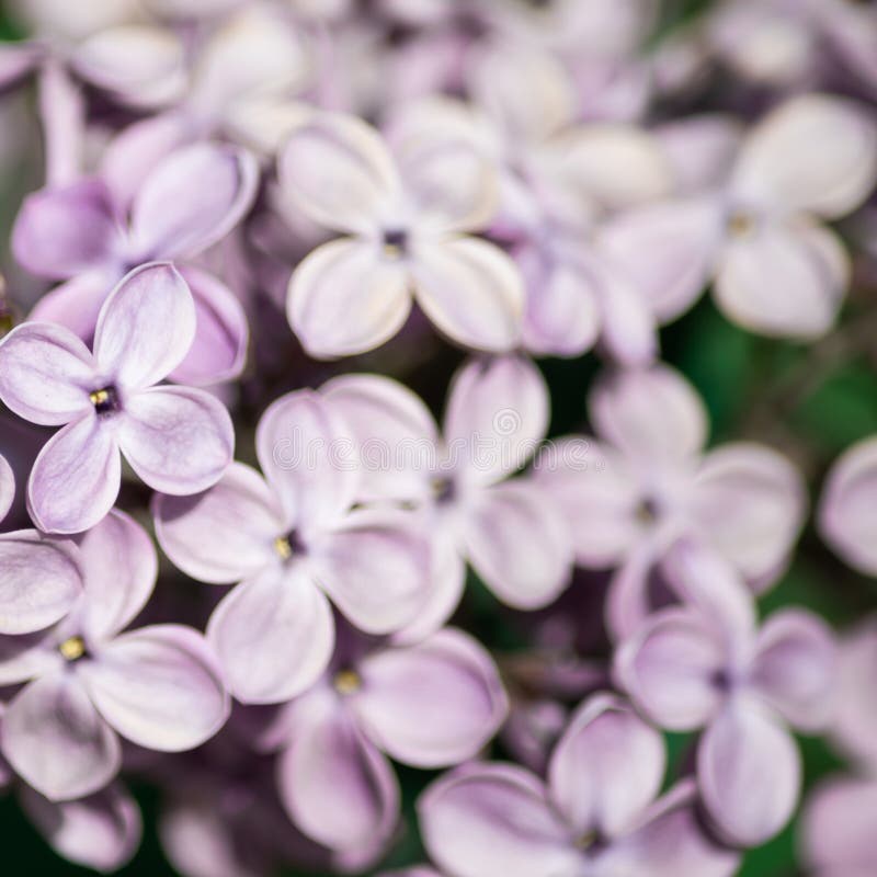 Square Background with Purple Lilac Flowers is Close Stock Photo ...