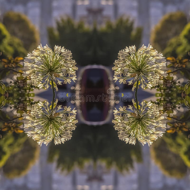 Square Double reflected view of beautiful white flowers in a dome shape in San Francisco California stock illustration
