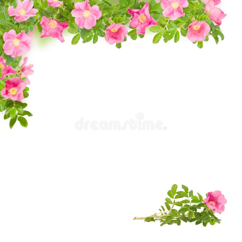 Square floral frame with pink briar