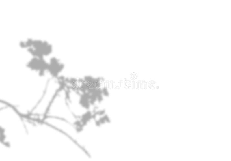 Photo blurred shadow of the cherry blossoms. Beautiful plant branch. Decorative Design element. royalty free stock photography