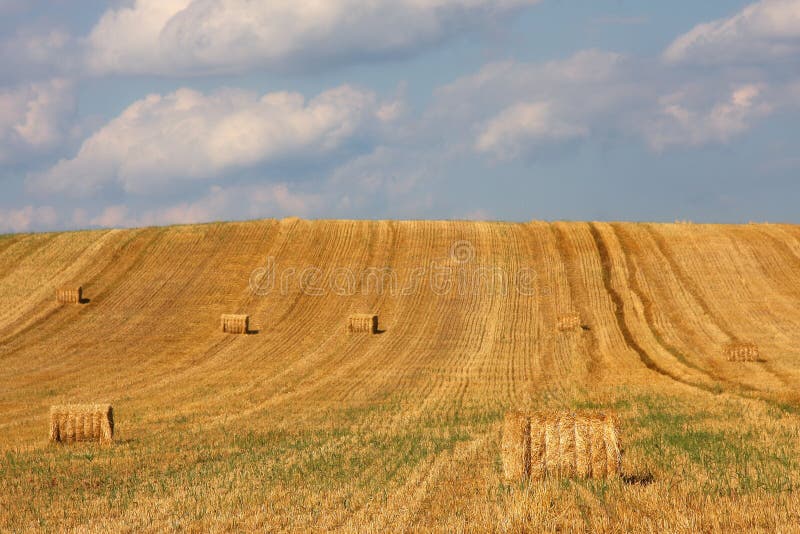 Square hay bales