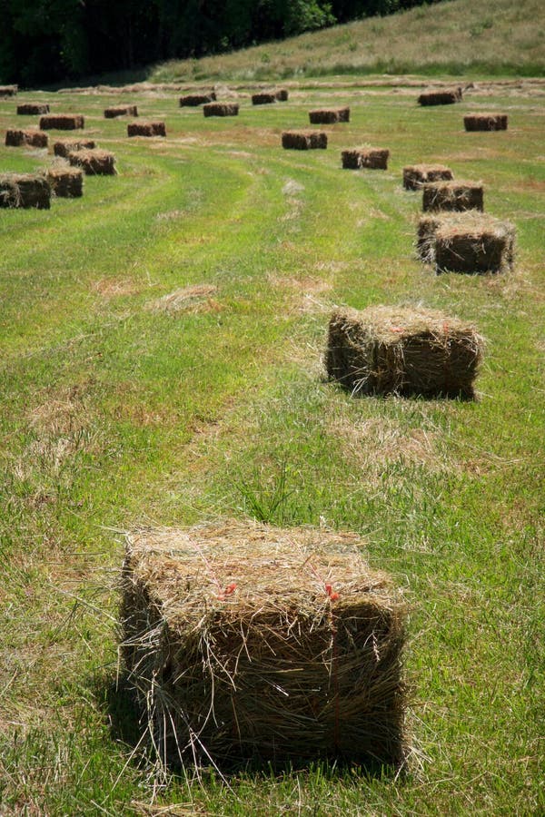 Square Hay Bales stock photo. Image of grass, spring 31815562
