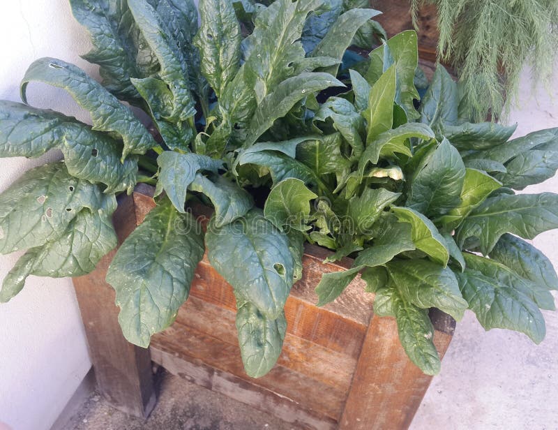 Square planter box made of pallets royalty free stock photo