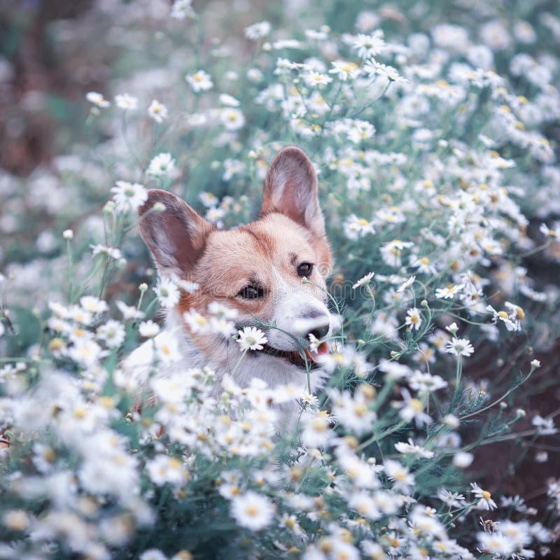 Square portrait of a cute Corgi dog puppy sitting on a Sunny beach meadow in white chamomile flowers and smiling happily stock photography