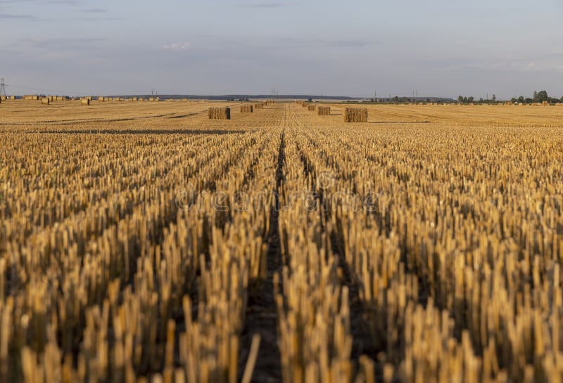Square stacks of golden wheat straw in a field at sunset stock photos