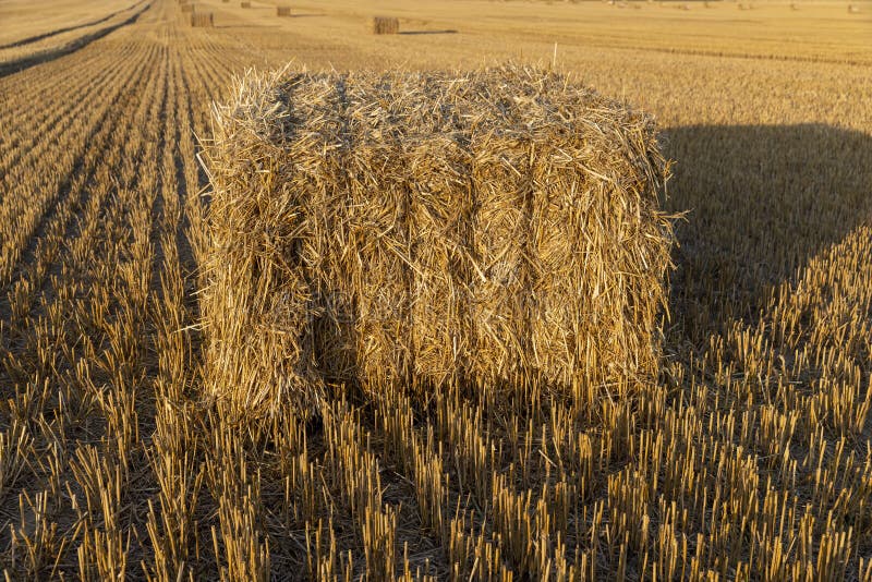 Square stacks of golden wheat straw in a field at sunset stock image