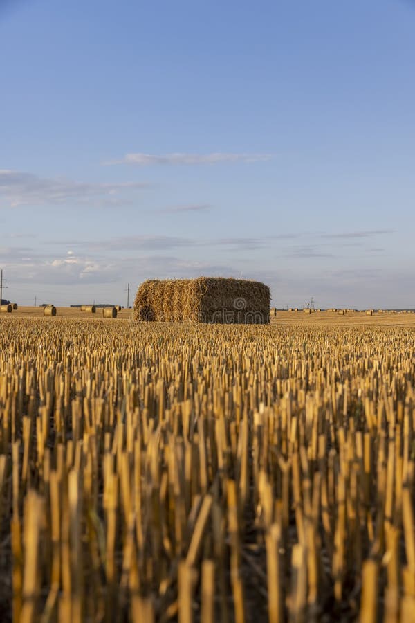 Square stacks of golden wheat straw in a field at sunset stock photography