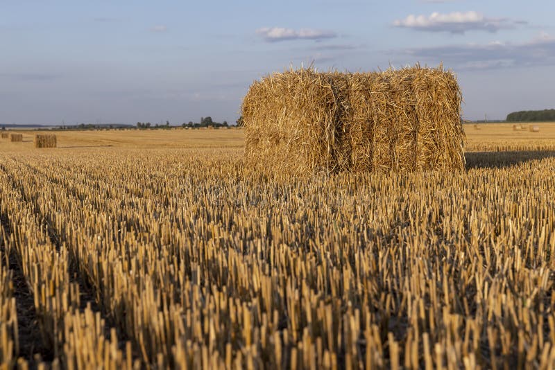 Square stacks of golden wheat straw in a field at sunset stock images