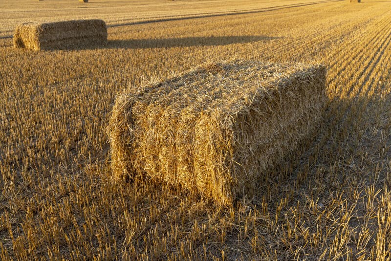 Square stacks of golden wheat straw in a field at sunset royalty free stock photo
