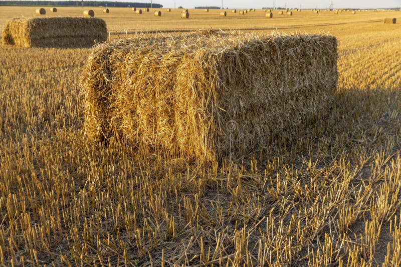 Square stacks of golden wheat straw in a field at sunset royalty free stock photography