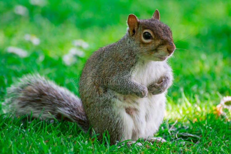 Squarel in park stock photo. Image of friends, creatures - 182394676