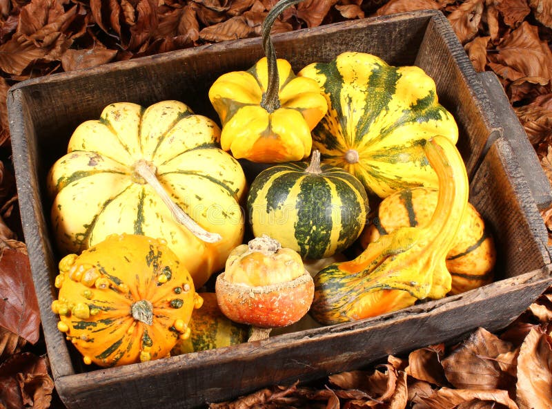 Decorative Squash, Cucurbitaceous, Pumpkin, On White Background Stock