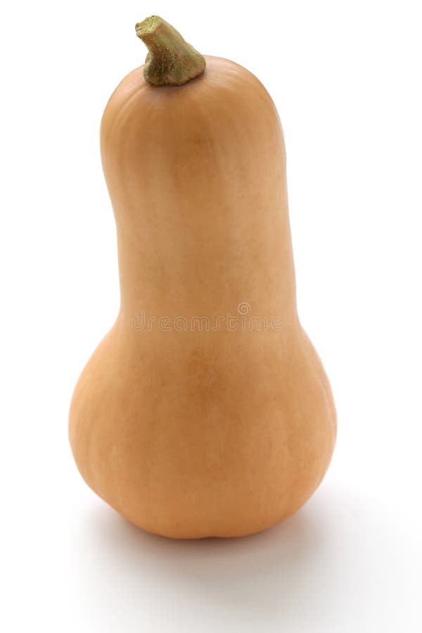 Squash de arahide royalty free stock photo