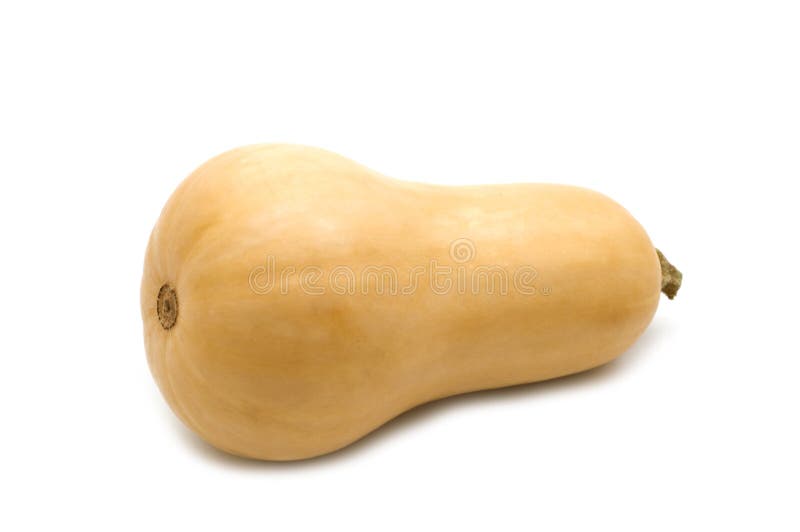 Squash de arahide royalty free stock photography