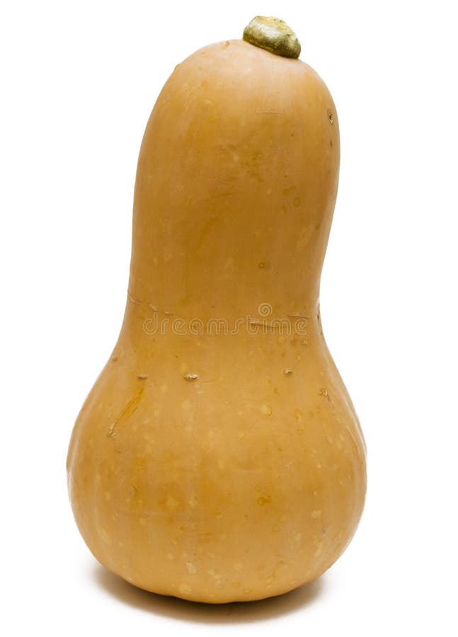 Squash de arahide royalty free stock photo