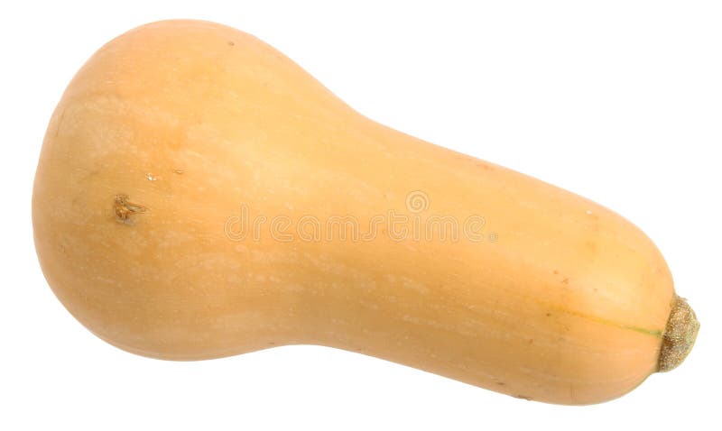 Squash de arahide stock photography