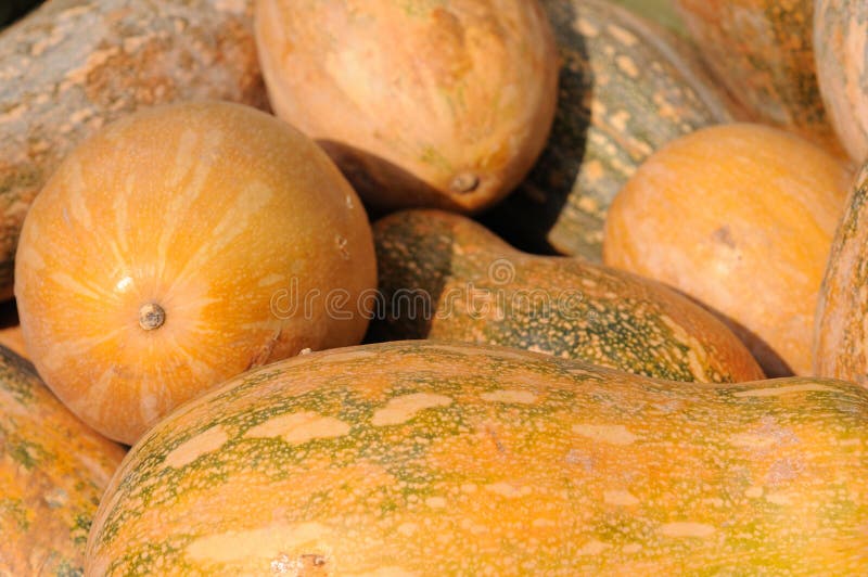 Squash de arahide royalty free stock photography