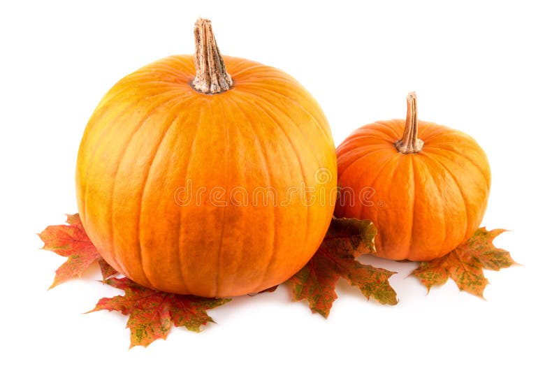 Squash with fall leaves closeup Orange pumpkins on white royalty free stock photo