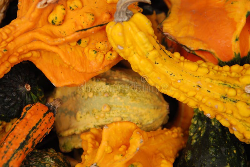 Squash and gourds stock image. Image of pumpkins, november 11321509
