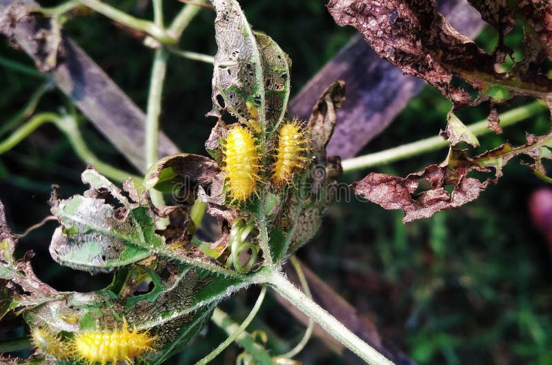 Squash Lady Beetle Larva in a Vegetable Plant Stock Image Image of