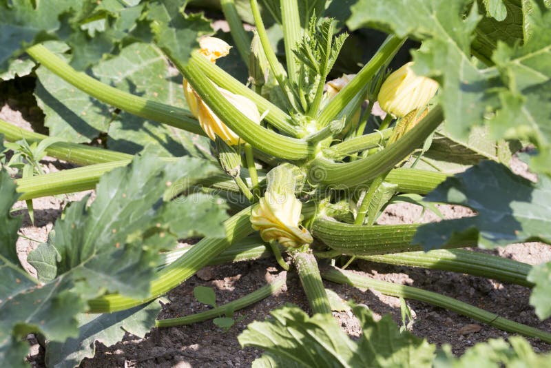 Squash Plant in the Vegetable Garden Stock Image Image of health, harvest 86389913
