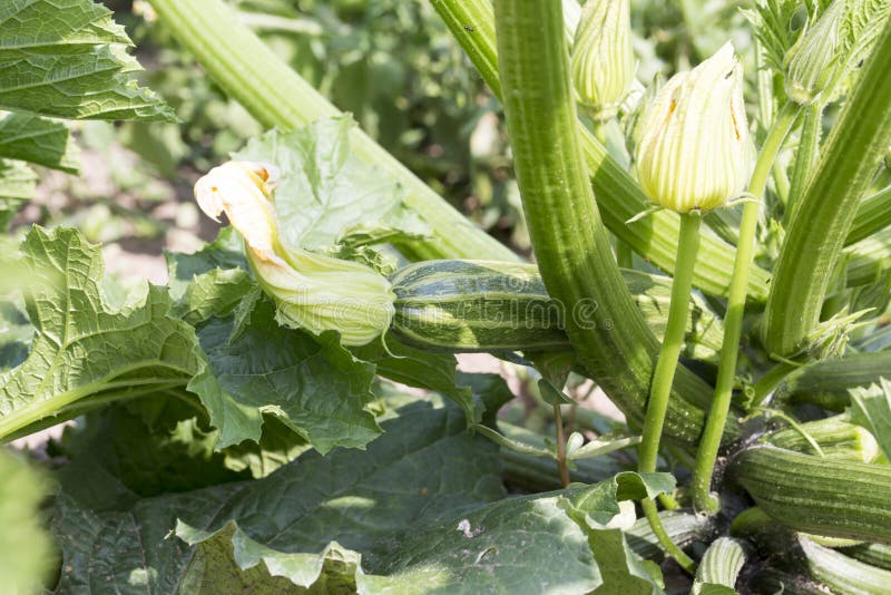 Squash Plant in the Vegetable Garden Stock Image Image of fruits, harvest 86391307