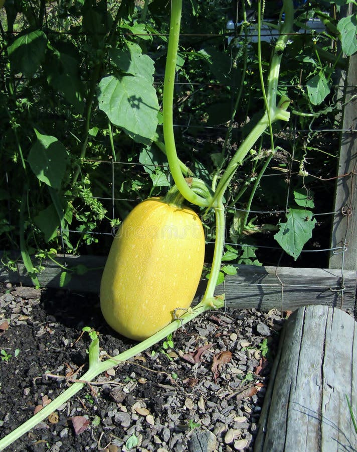 Squash Plants Growing in the Vertical Garden. Stock Image Image of