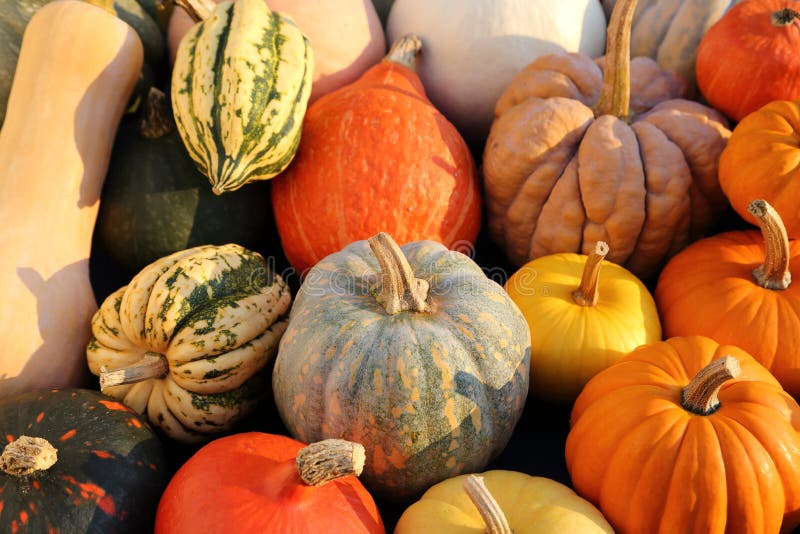 Squash and pumpkins. stock photo. Image of courgettes - 129089818