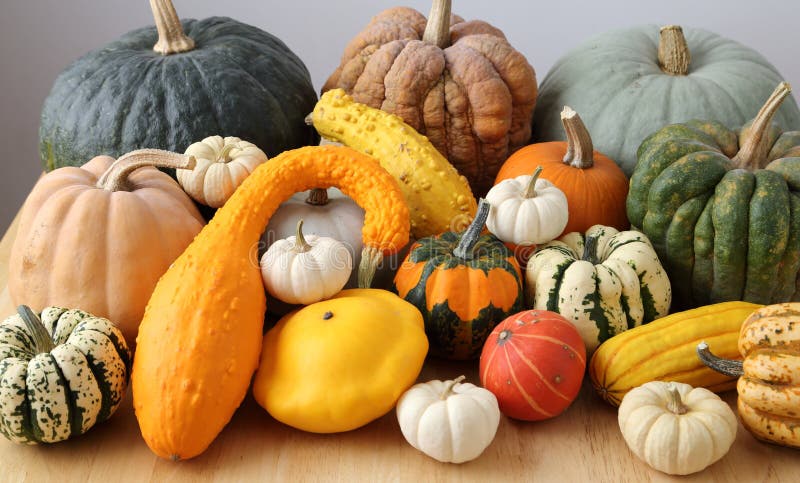 Squash and pumpkins. stock image. Image of butternut - 65143527