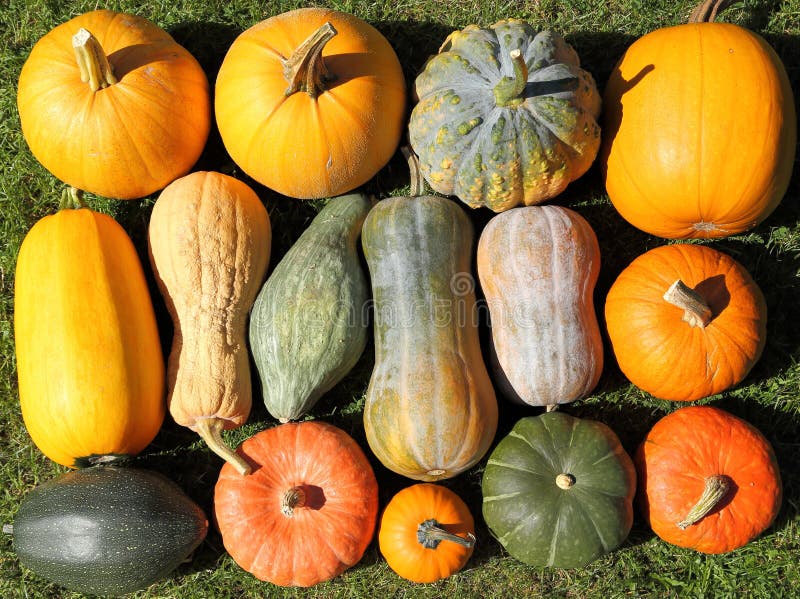 Squash and pumpkins. stock photo. Image of pepo, harvest 77468828