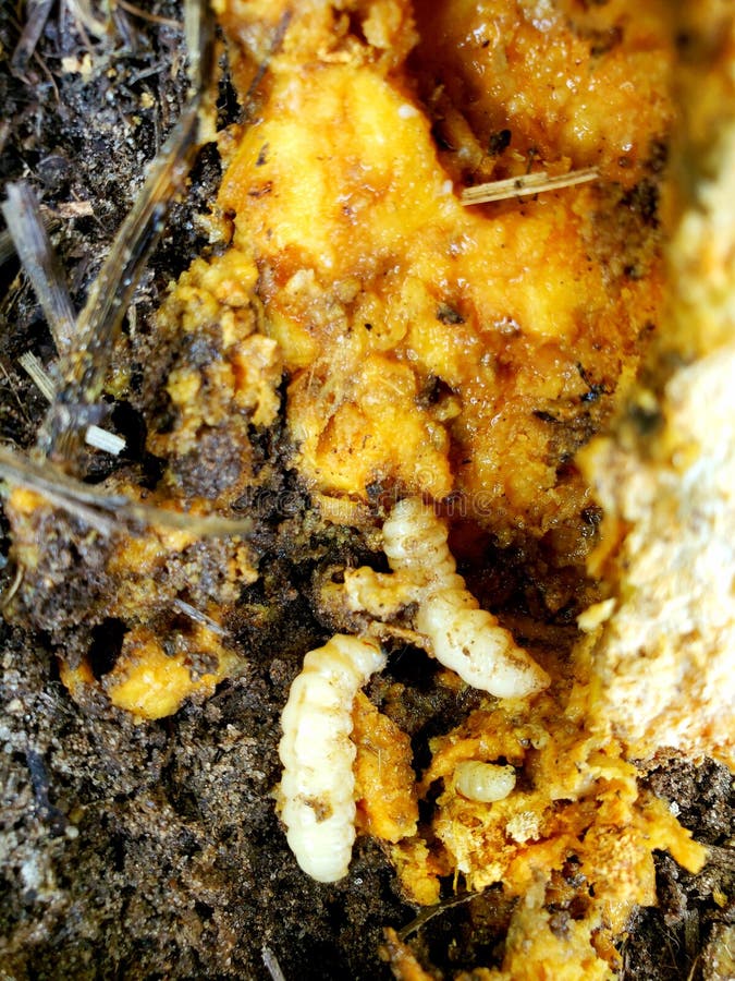 Squash Vine Borer Eichlinia Cucurbitae Stock Photo Image of