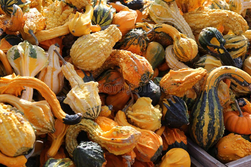 Squashs in a Market, Montreal, Quebec, Canada Stock Photo Image of