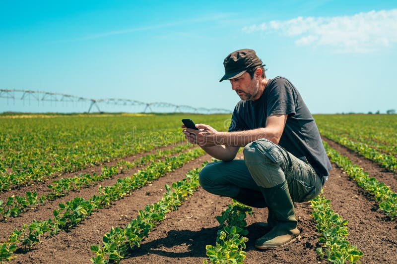 Squatting farmer using smartphone in cultivated soybean seedling field stock photos