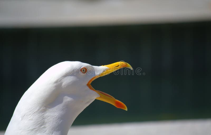 Bellicose seagull squawks closeup view. Bellicose seagull squawks closeup view