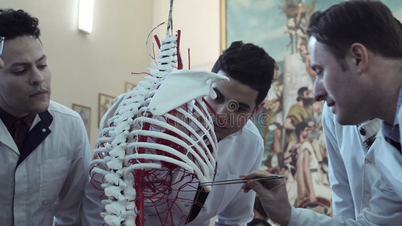 Étudiant en médecine examinant un squelette banque de vidéos