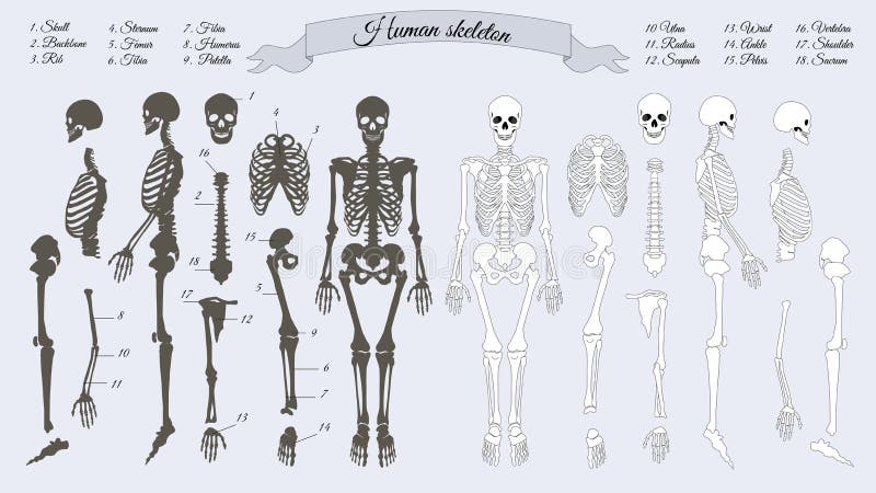 Squelette humain Blanc et noir Noms des os illustration stock Squelette humain Blanc et noir Noms des os illustration stock