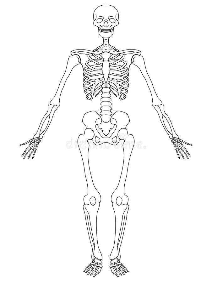 vue de face du squelette humain 1166076 Art vectoriel chez Vecteezy