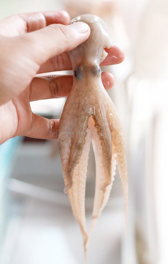 Squid cooking stock image. Image of seafood, health, grilled 20531677