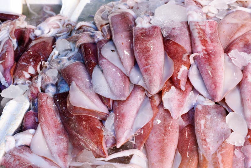 Squid for cooking at sea