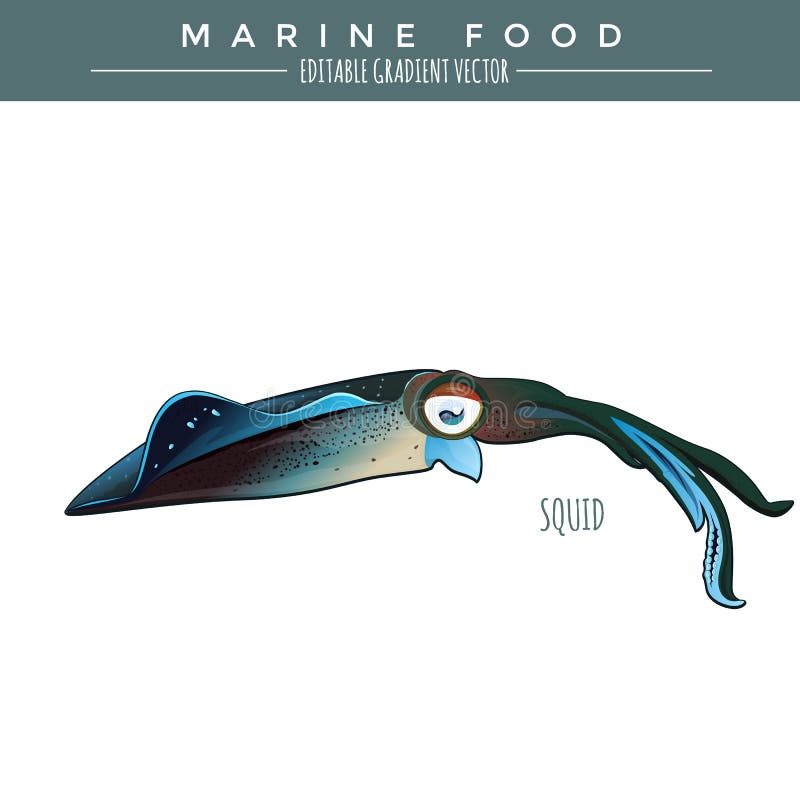 Squid. Marine Food Fish