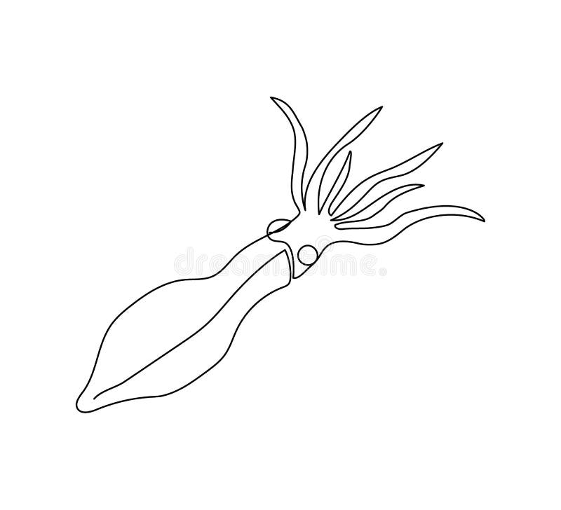 Squid, mollusk, cephalopods continuous line drawing. One line art of fish, seafood, marine animals.