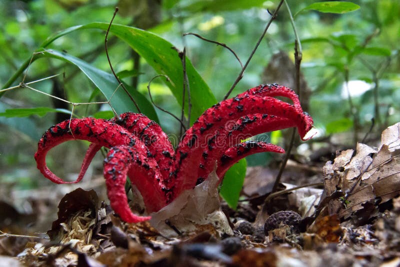 Squid mushrooms stock photo. Image of organic, eating 44274210