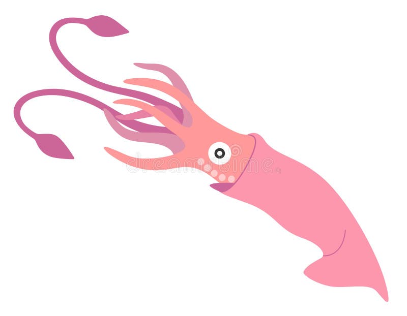 Squid vector illustration.