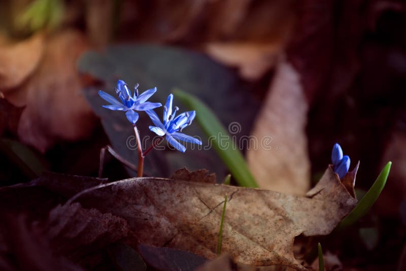 Squill ανθίζει το bifolia Λ Scilla περνώντας τα πεσμένα φύλλα στο θερμό ήλιο άνοιξης σε ένα δάσος στοκ εικόνες Squill ανθίζει το bifolia Λ Scilla περνώντας τα πεσμένα φύλλα στο θερμό ήλιο άνοιξης σε ένα δάσος στοκ εικόνες