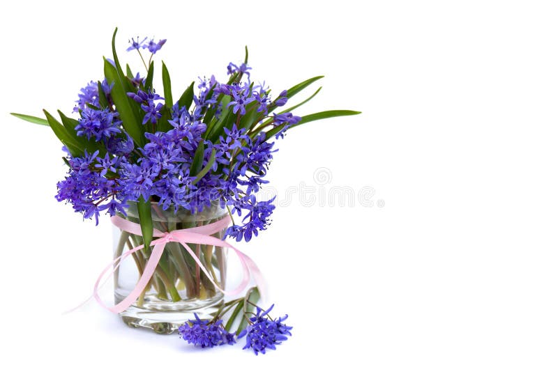 Squill прекрасного scilla snowdrops sibericasiberian или деревянный squill в зеркало на белом фоне стоковые фотографии rf