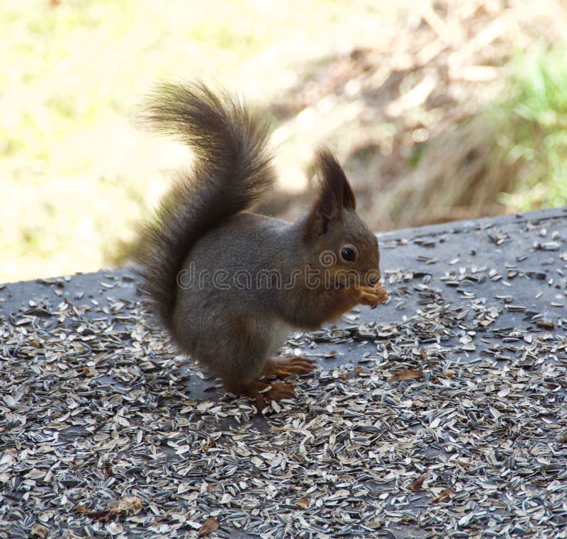 Squirel que come perto da casa foto de stock Squirel que come perto da casa foto de stock