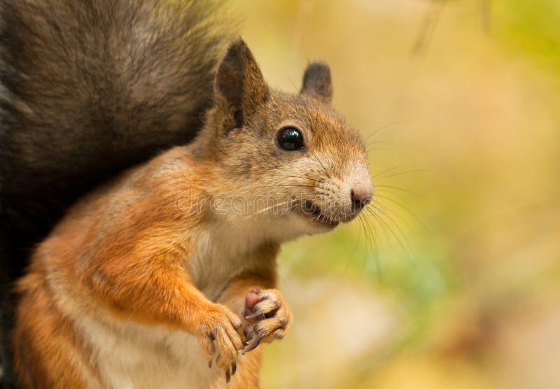 34,590 Funny Squirrel Stock Photos - Free & Royalty-Free Stock Photos from Dreamstime 34,590 Funny Squirrel Stock Photos - Free & Royalty-Free Stock Photos from Dreamstime