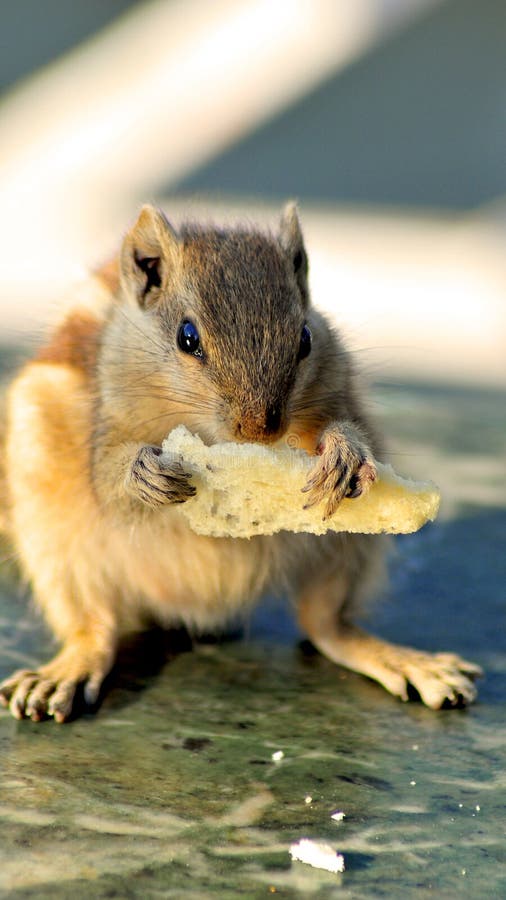 Chipmunk stock image. Image of eating, squirrel, tongue - 229511